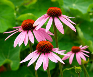 echinacea immune booster